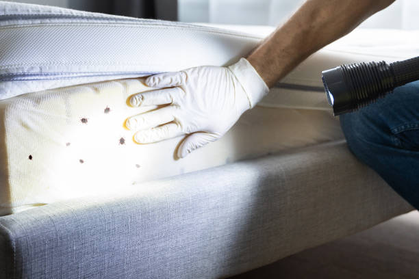 Best Termite Control Services  in Greenwich, OH