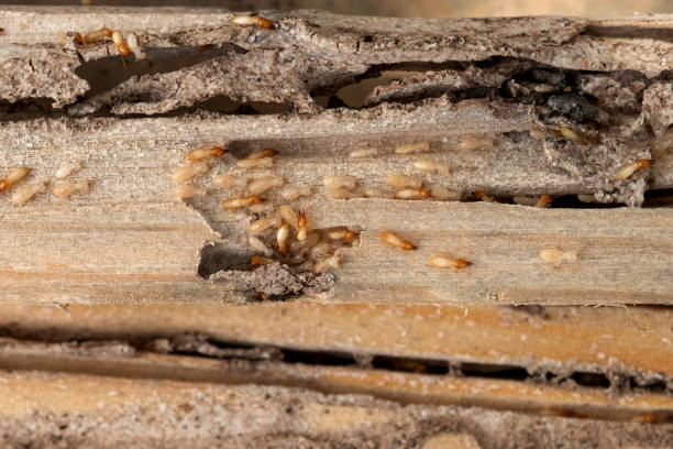Best Wasp Removal Services  in Greenwich, OH